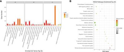 Key candidate genes for male sterility in peppers unveiled via transcriptomic and proteomic analyses